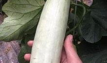 有吃瓜视频的网红有哪些,揭秘热门视频背后的故事